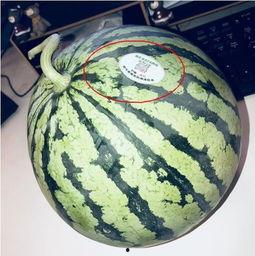 山西太原网红吃瓜,揭秘山西美食圈的热辣故事