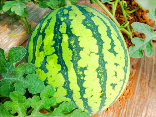 51吃瓜网51cgw,娱乐圈最新热点事件大盘点