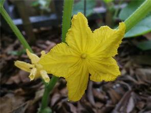 吃瓜爬藤网,揭秘娱乐圈幕后故事，带你走进明星真实生活