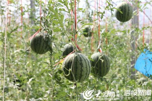 仙桃网红吃瓜事件视频,一场网络热议的幕后真相揭秘