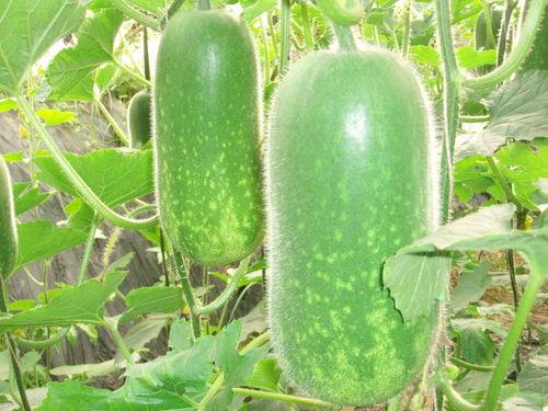 正能量网红吃瓜图片大全,正能量网红吃瓜瞬间大盘点