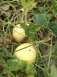 吃瓜网入口,带你走进娱乐圈的幕后风云