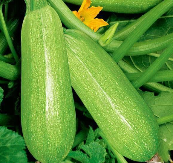 推特网红推荐吃瓜视频,揭秘热门吃瓜视频背后的精彩故事！”