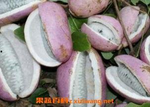 网红八月瓜怎么吃,美味营养，轻松解锁食用新姿势