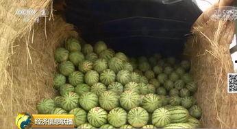 世界上最大的吃瓜视频网,揭秘热门事件背后的真相与笑料