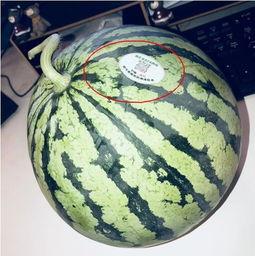 网红吃瓜外网,揭秘外网热门事件背后的真相