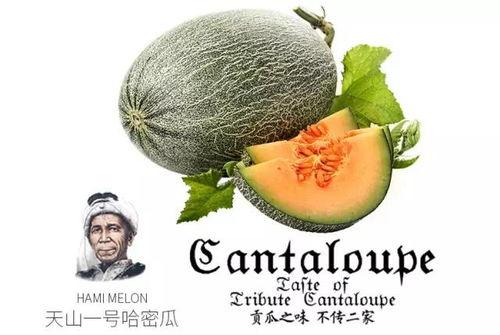 网红吃瓜视频推荐大全