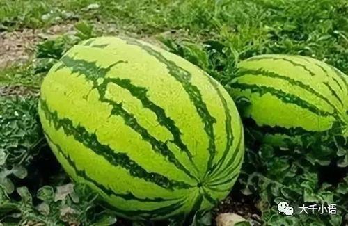 吃瓜那种网,揭秘网络热点背后的真相与娱乐