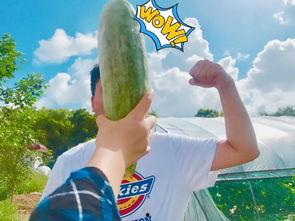 网红景区吃瓜作者,揭秘热门景点背后的故事与真相