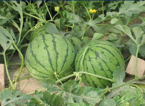 微山吃瓜网红事件视频