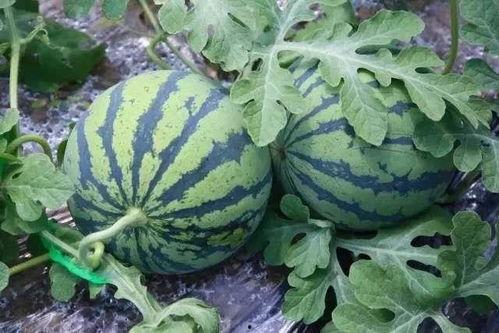 西瓜吃瓜网,揭秘夏日消暑神器，尽享清凉一夏