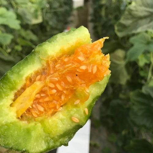 吃瓜网红头像高清图片,揭秘网红吃瓜头像背后的魅力