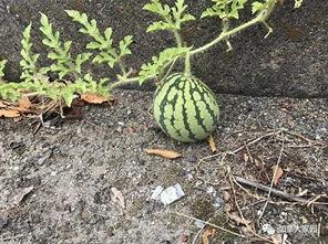 徐州吃瓜网红是谁啊,吃瓜达人背后的故事