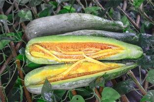 陇南文县网红吃瓜,探寻陇南美食新风尚