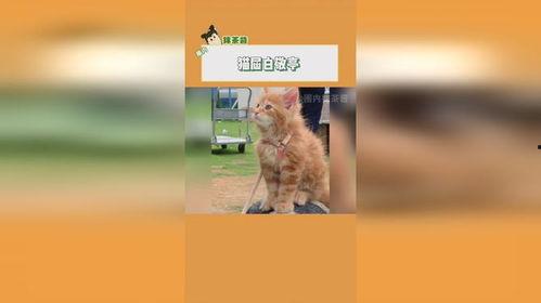 吃瓜网健身小猫