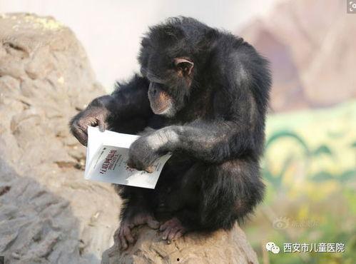 网红吃瓜大猩猩是谁啊,网络红人的神秘面纱